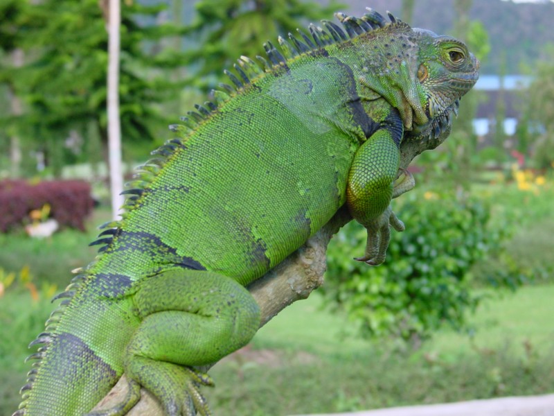 Leguan.JPG - Photos of Bali, Indonesia in March 2001