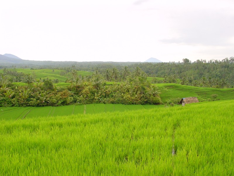 Reisfelder bei Pupuan 1.JPG - Photos of Bali, Indonesia in March 2001