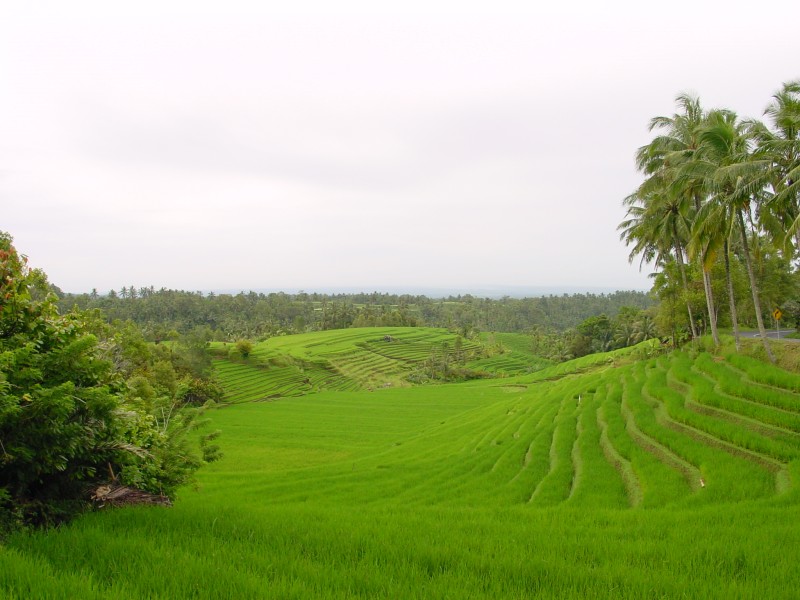 Reisfelder bei Pupuan 2.JPG - Photos of Bali, Indonesia in March 2001