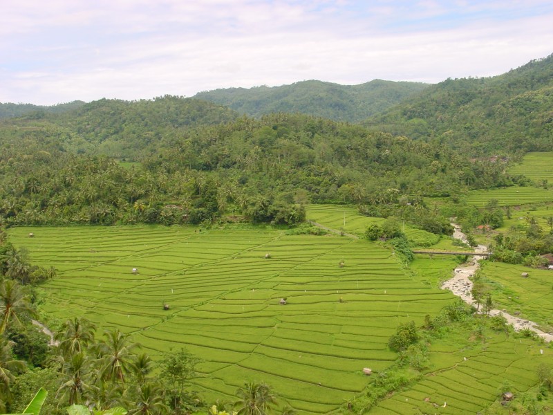 Reisfelder in Nordbali.JPG - Photos of Bali, Indonesia in March 2001