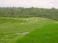 Reisfelder bei Krambitan