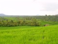 Reisfelder bei Pupuan 1
