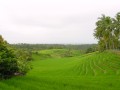 Reisfelder bei Pupuan 2