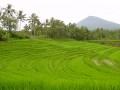 Reisfelder bei Pupuan 3