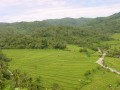 Reisfelder in Nordbali