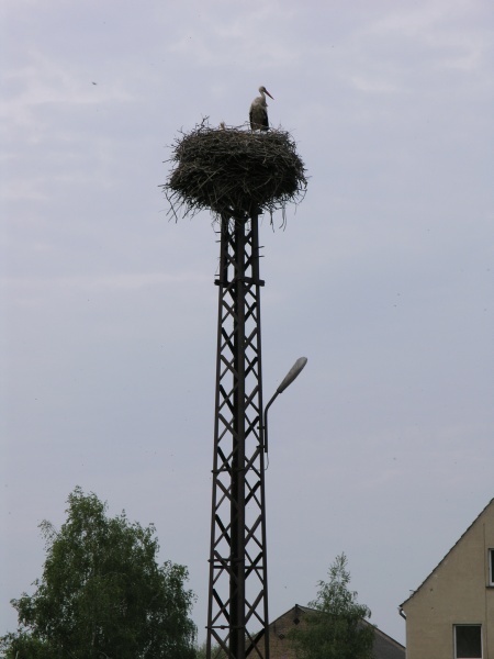 Linum - Storchennest 1.JPG - OLYMPUS DIGITAL CAMERA         