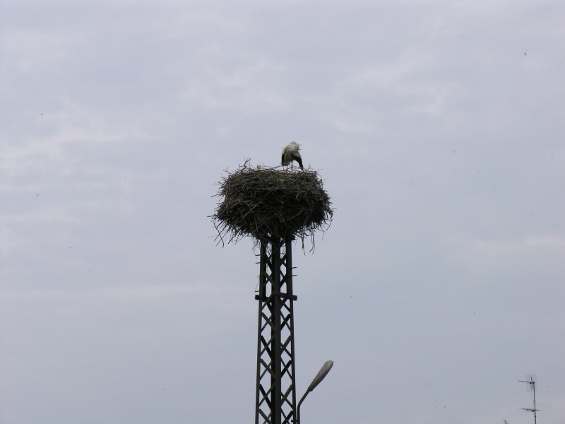 Linum - Storchennest 2.JPG - OLYMPUS DIGITAL CAMERA         