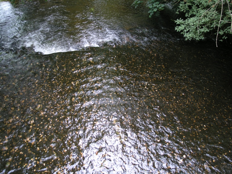 Blarney Castle - Bach im Park.JPG - Photos of Ireland, in June 2005