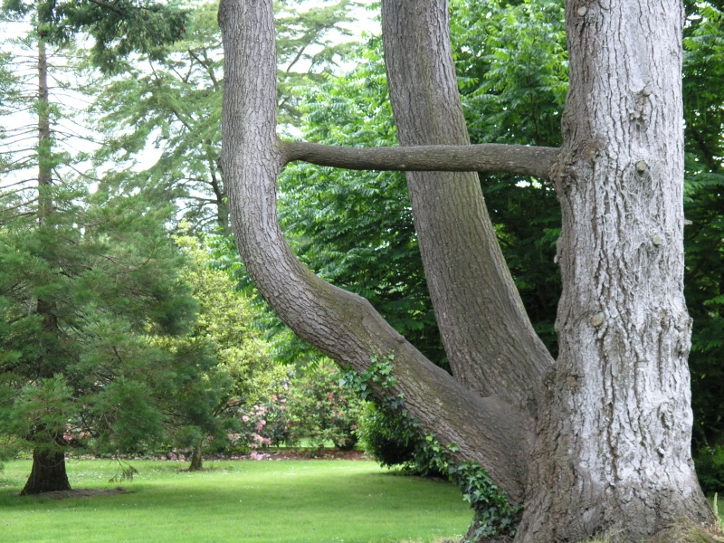 Blarney Castle - Bizarrer Baum im Park.JPG - Photos of Ireland, in June 2005