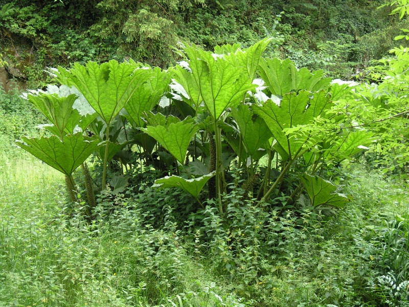 Blarney Castle - Pflanze 'Elefantenohren' (gunnera mannicata).JPG - Photos of Ireland, in June 2005