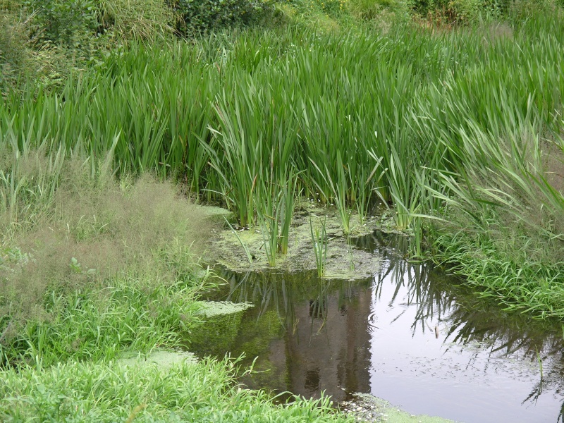 Blarney Castle - Teich nah.JPG - Photos of Ireland, in June 2005