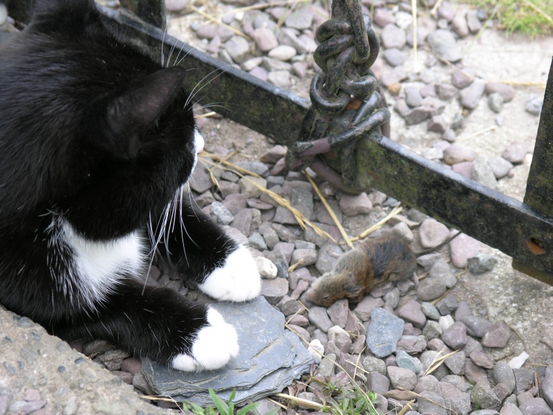 Cottage - Katze 'Suesse' bewacht Maus.JPG - Photos of Ireland, in June 2005