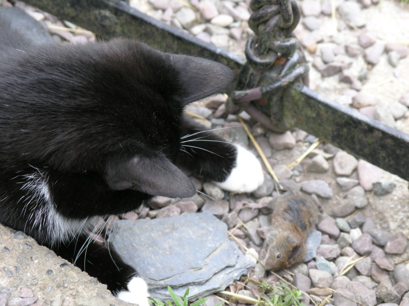 Cottage - Katze 'Suesse' spielt mit Maus.JPG - Photos of Ireland, in June 2005
