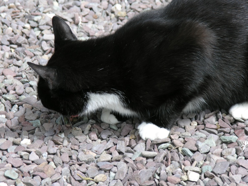 Cottage - Katze 'Suesse' verspeist Maus.JPG - Photos of Ireland, in June 2005