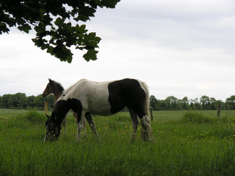 Cottage - Stute mit Fohlen 1.JPG - Photos of Ireland, in June 2005