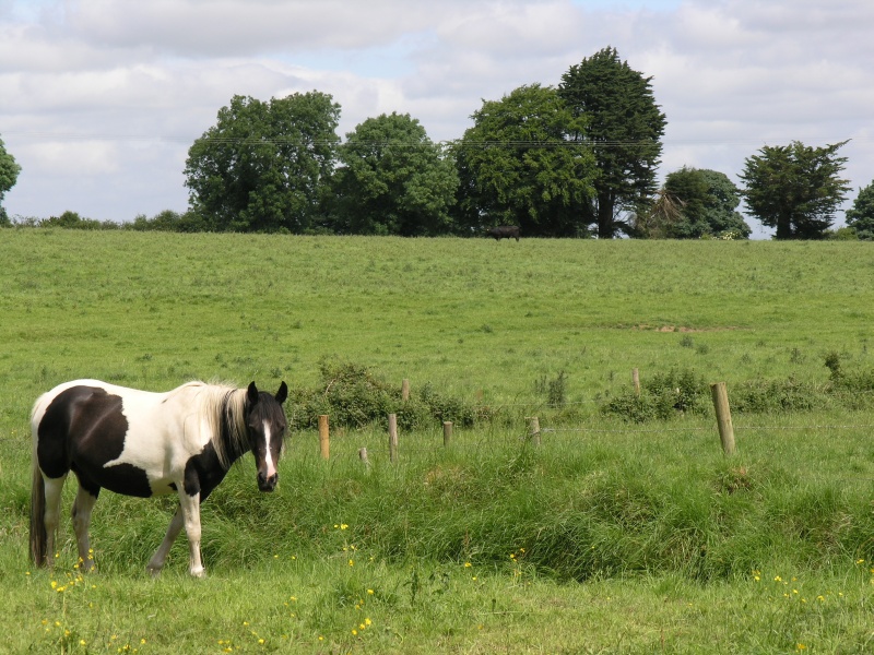 Cottage - Stute.JPG - Photos of Ireland, in June 2005