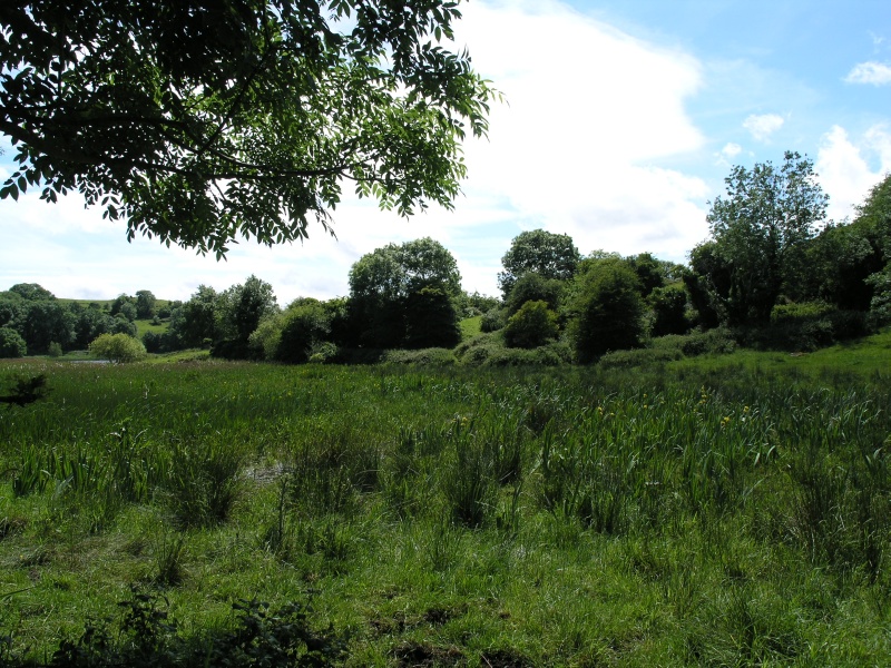 Lough Gur - Schilf.JPG - Photos of Ireland, in June 2005