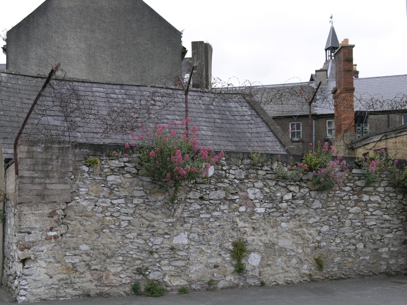 Mallow - Alte Mauer.JPG - Photos of Ireland, in June 2005