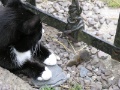 Cottage - Katze 'Suesse' bewacht Maus
