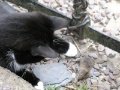 Cottage - Katze 'Suesse' spielt mit Maus