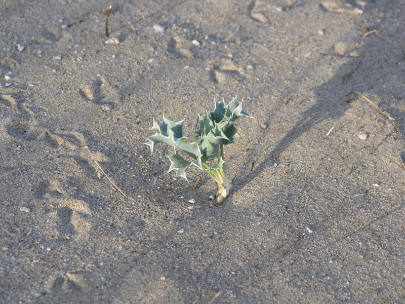 Georgioupolis - Strandpflanze.JPG - OLYMPUS DIGITAL CAMERA         