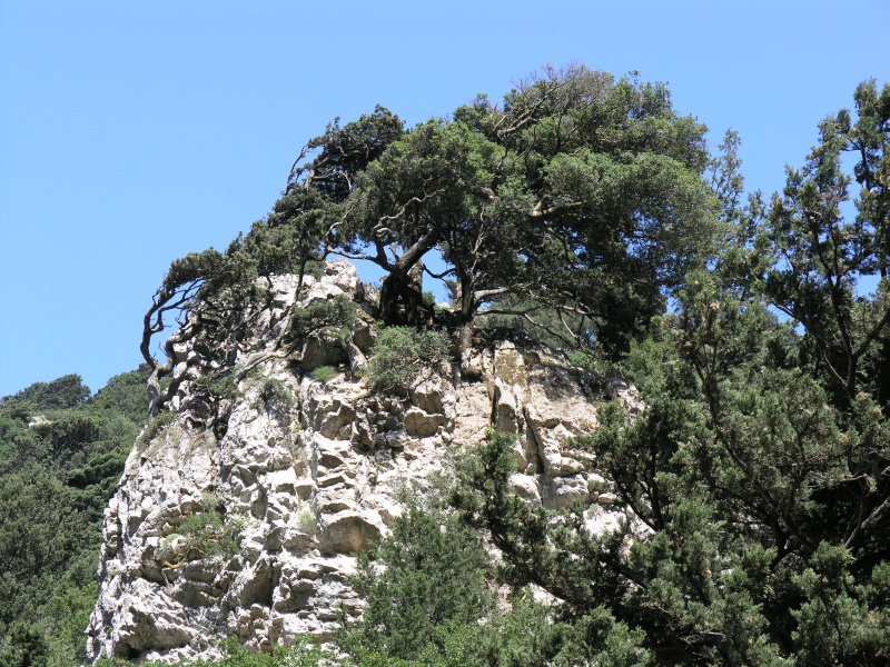 Imbros-Schlucht - Felsen 01.JPG - OLYMPUS DIGITAL CAMERA         