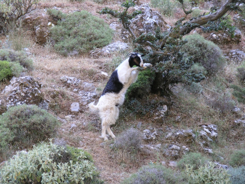 Imbros-Schlucht - Ziege auf zwei Beinen.JPG - OLYMPUS DIGITAL CAMERA         