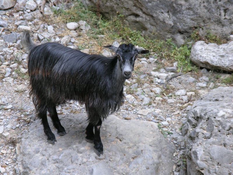 Imbros-Schlucht - Ziege nah.JPG - OLYMPUS DIGITAL CAMERA         