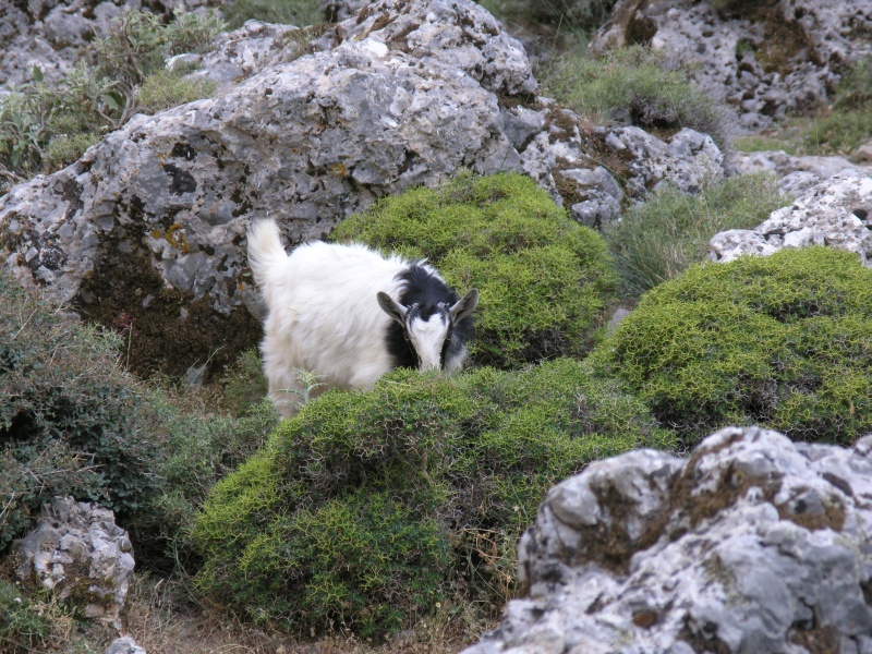 Imbros-Schlucht - Ziege.JPG - OLYMPUS DIGITAL CAMERA         