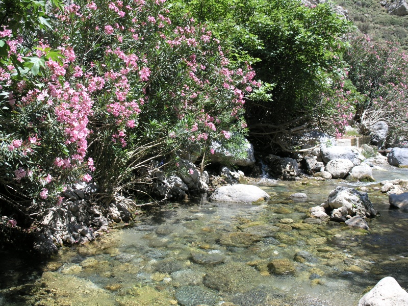 Kourtaliotis-Schlucht - Bach Megalopotamos 1.JPG - OLYMPUS DIGITAL CAMERA         