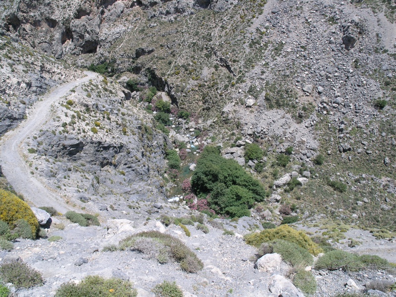 Kourtaliotis-Schlucht - Blick auf Bach fern.JPG - OLYMPUS DIGITAL CAMERA         