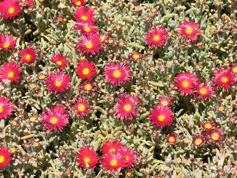 Maleme - Deutscher Soldatenfriedhof Blumen.JPG - OLYMPUS DIGITAL CAMERA         