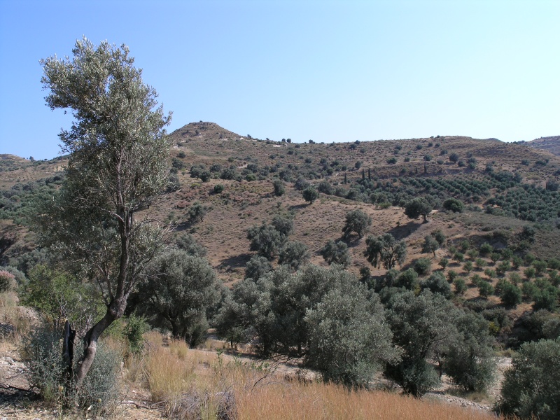 Messara-Ebene - Landschaftsblick 1.JPG - OLYMPUS DIGITAL CAMERA         