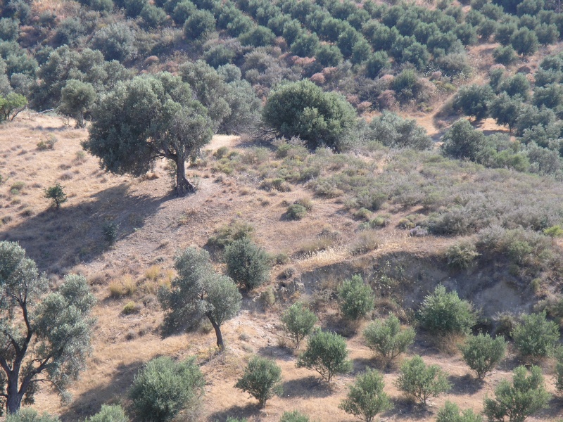 Messara-Ebene - Landschaftsblick 2.JPG - OLYMPUS DIGITAL CAMERA         