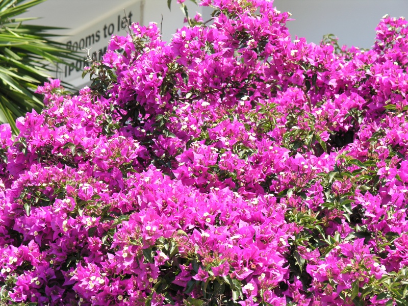 Plakias - Pension Ipokambos Bougainvilleen.JPG - OLYMPUS DIGITAL CAMERA         
