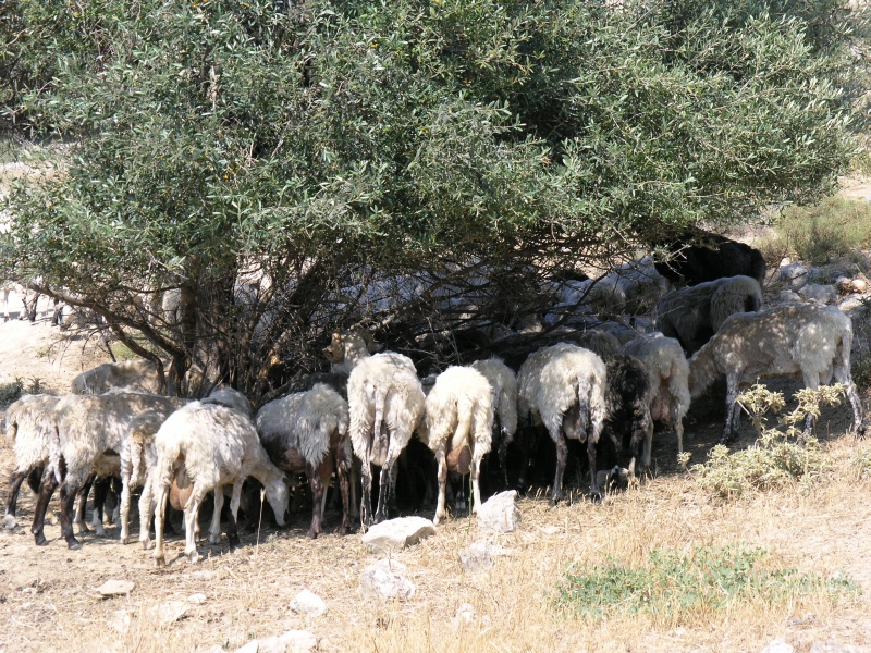 Schafe unterm Baum.JPG - OLYMPUS DIGITAL CAMERA         