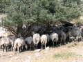 Schafe unterm Baum